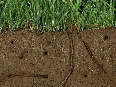 蚯蚓糞有機(jī)肥