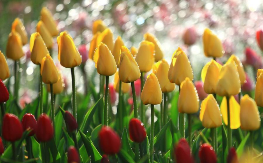 祝愿全國兒童 六一兒童節(jié)快樂